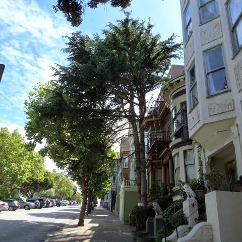 733 Clayton Street tree