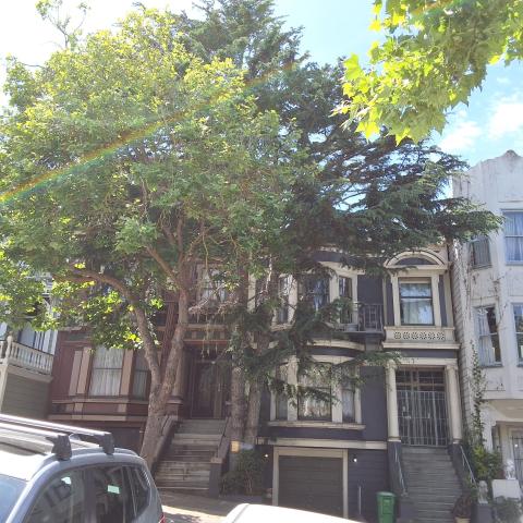733 Clayton Street tree