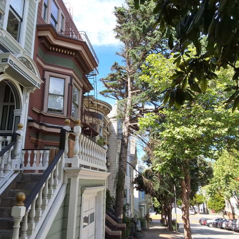 733 Clayton Street tree