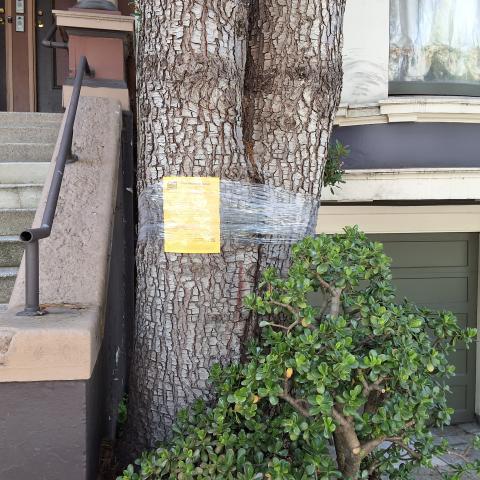 733 Clayton Street tree