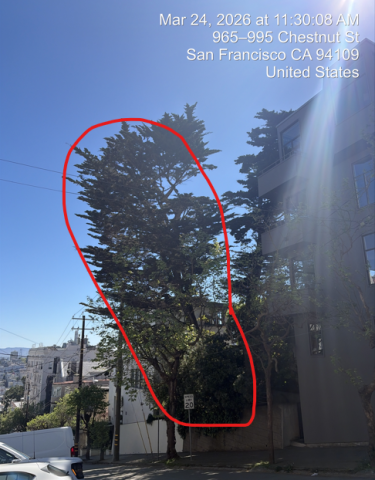 999 Chestnut Street tree