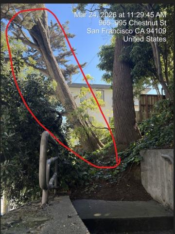 999 Chestnut Street tree