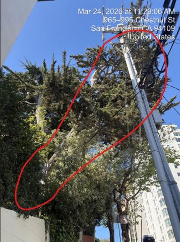 999 Chestnut Street tree