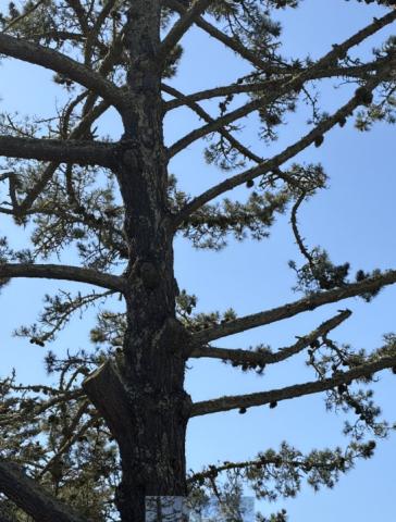 100 Idora Ave tree