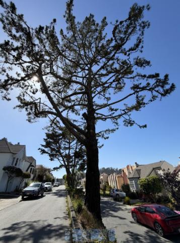 100 Idora Ave tree