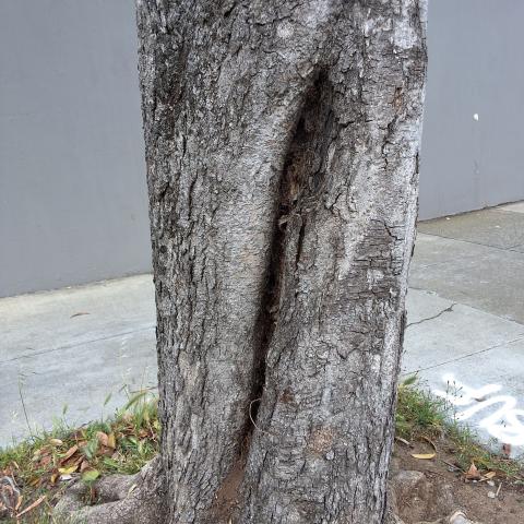 1300 Silliman Street tree