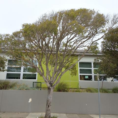 1300 Silliman Street tree