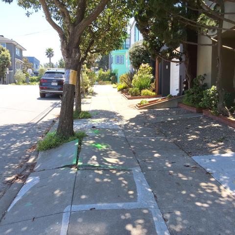 1334 Douglass Street tree