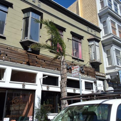 1605 Polk Street tree