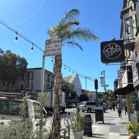 1605 Polk Street tree