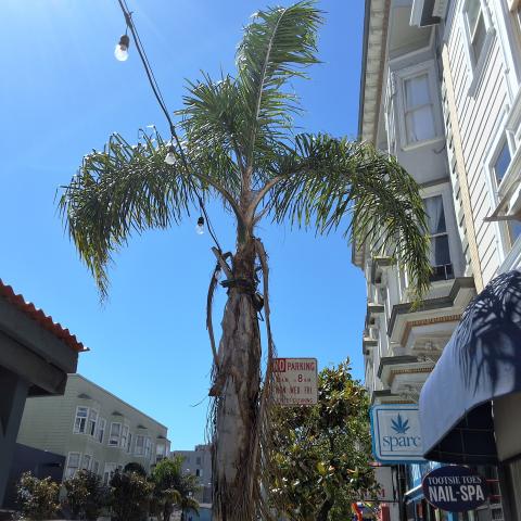 1741 Polk Street tree