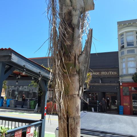 1741 Polk Street tree