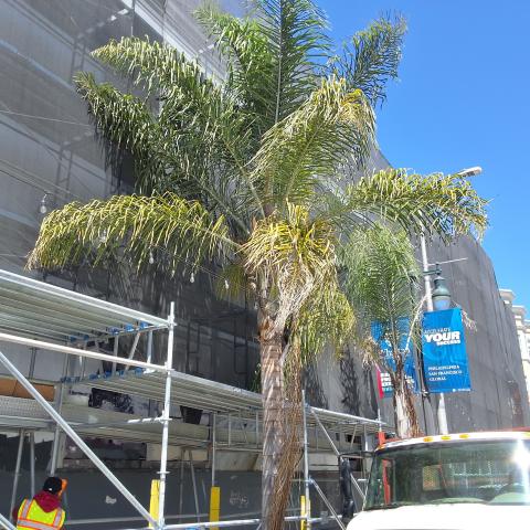 1901 Polk Street tree