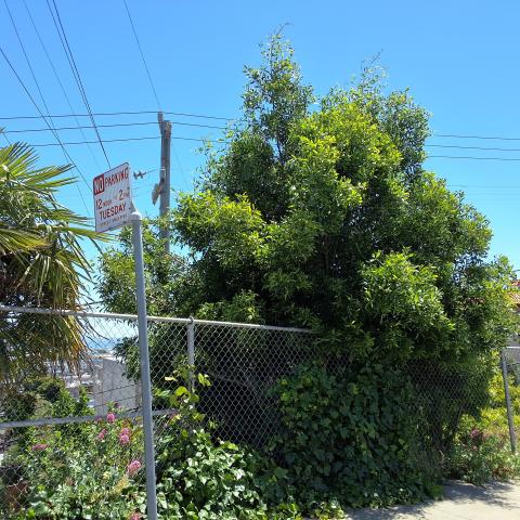 2 Bridgeview Drive tree