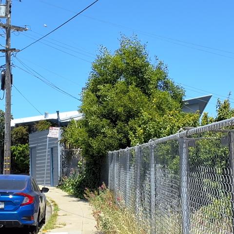 2 Bridgeview Drive tree
