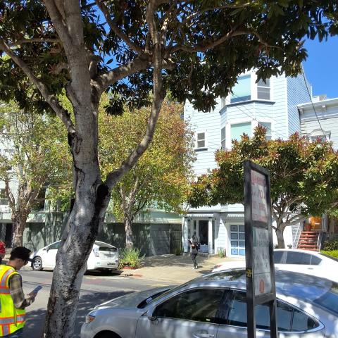 3351 23rd St/200 Bartlett Street tree