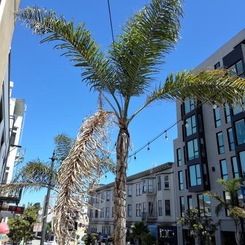 2001 Polk Street tree