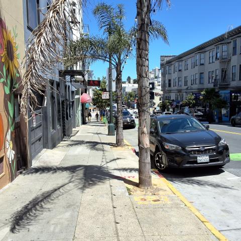2001 Polk Street tree