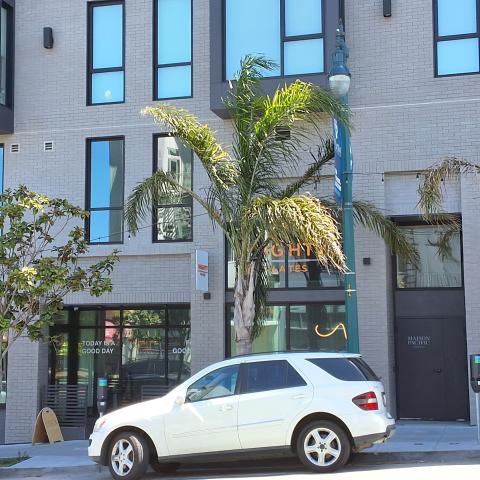 2001 Polk Street tree