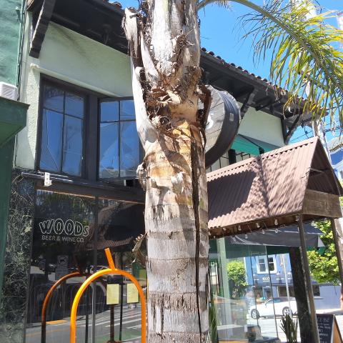 2253 Polk Street tree 
