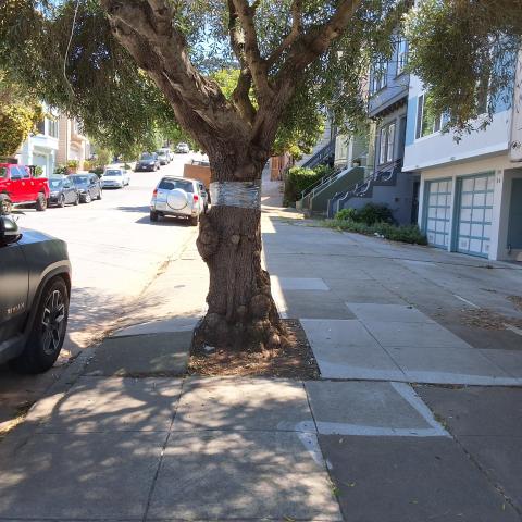 24 Homestead Street tree