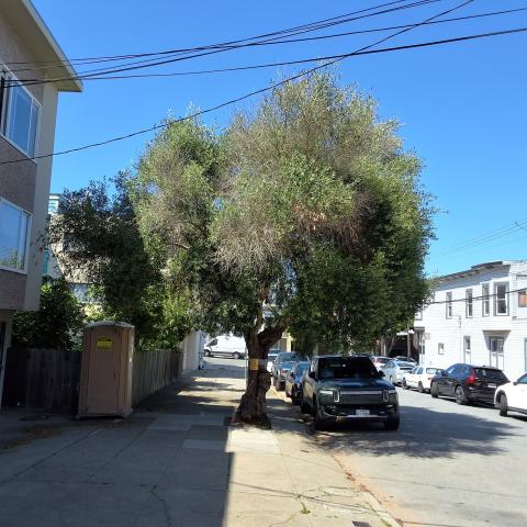 24 Homestead Street tree