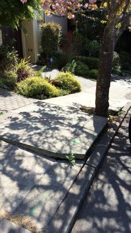 283 Juanita Way tree