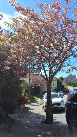 285 Juanita Way tree