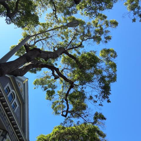 40 Sanchez St. tree