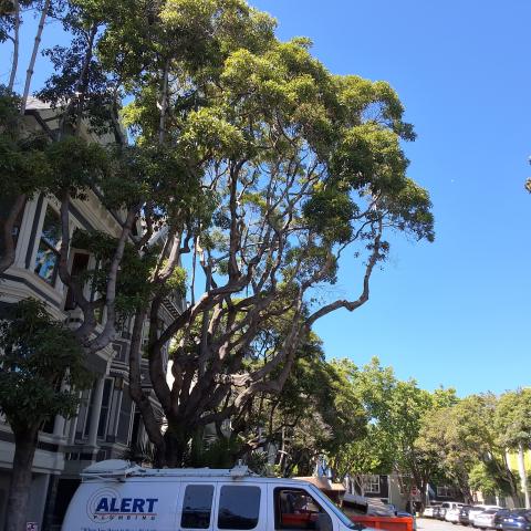 40 Sanchez Street tree