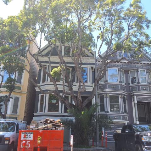 40 Sanchez Street tree