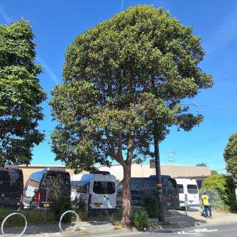 4230 3rd Street tree