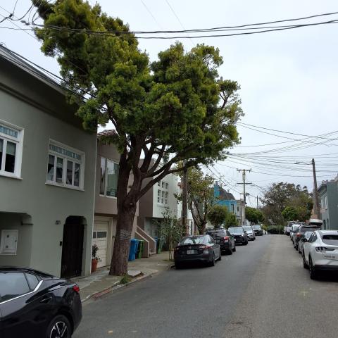 821 Moultrie Street tree