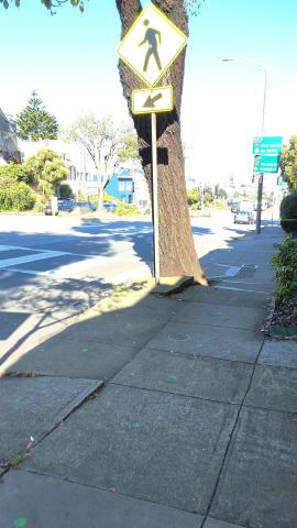 95 Monterey Blvd tree