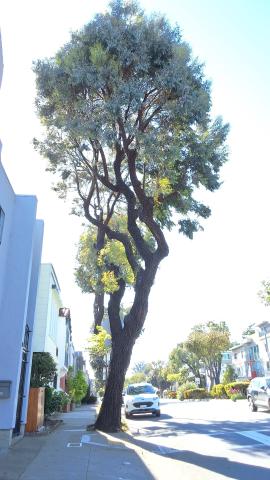 95 Monterey Blvd tree