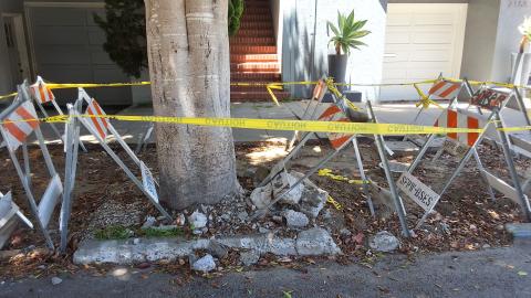 2170 Bay St tree