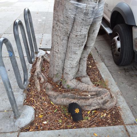 2450 Harrison Street tree