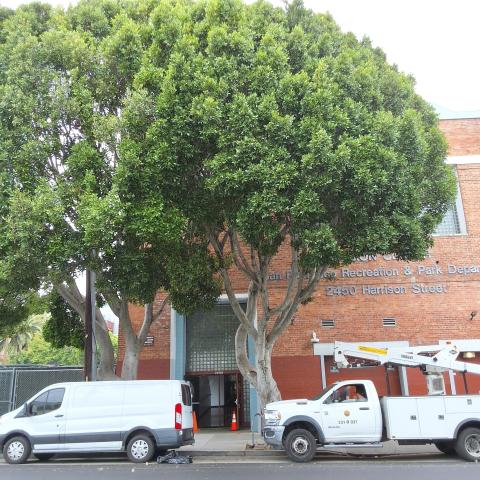 2450 Harrison Street tree