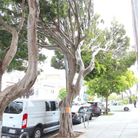 2450 Harrison Street tree