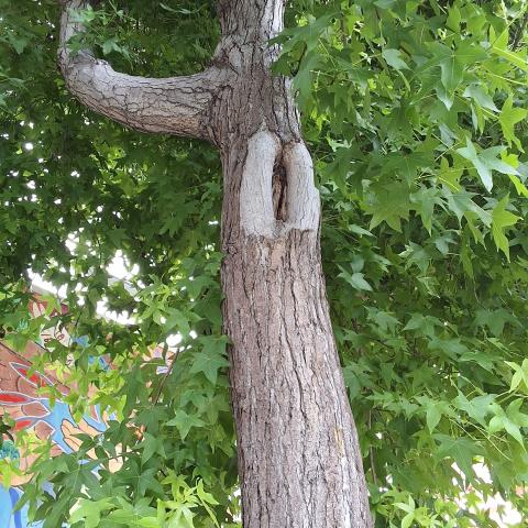 2700 Bryant Street tree