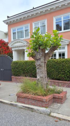 2828 Green Street tree