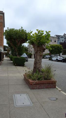 2828 Green Street tree