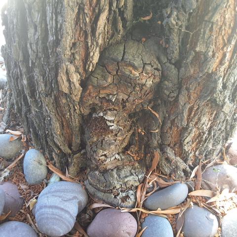 519 9th Avenue tree