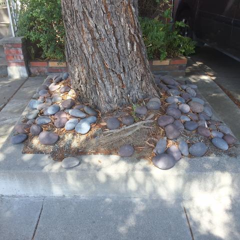 519 9th Avenue tree