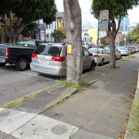 595 Oak Street tree
