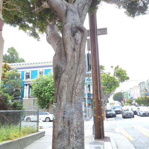 595 Oak Street tree