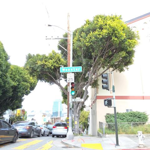 595 Oak Street tree