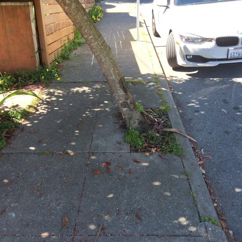 679 Mangels Street tree