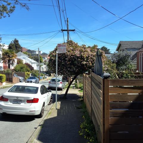 679 Mangels Street tree