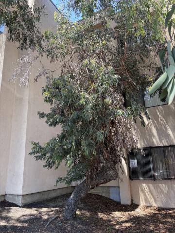 860 McAllister Street tree